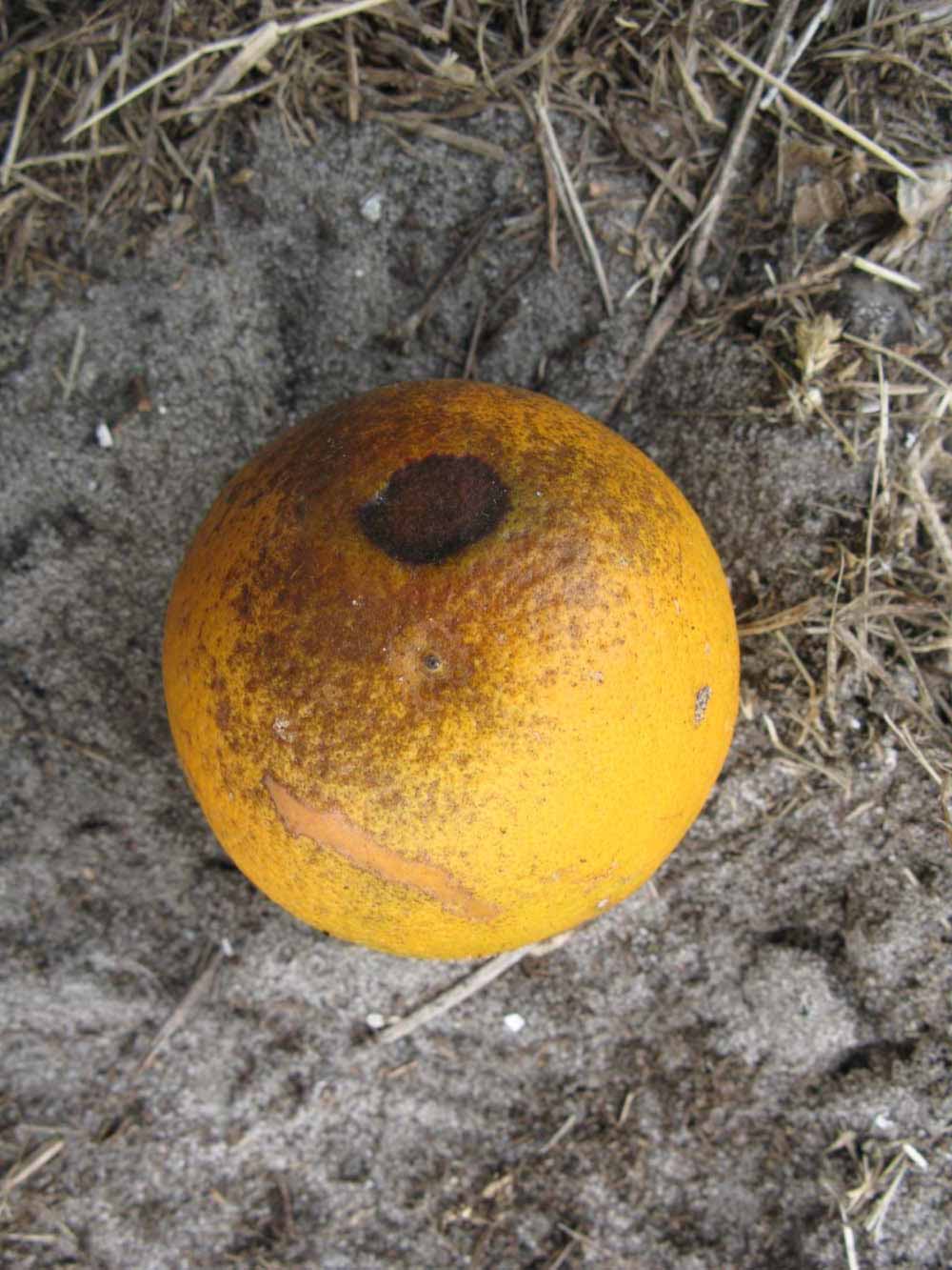              Fruit (Winter Haven, FL)       